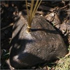 Woodstock Cloches de Jardin