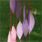 Spirale de feuilles, fleur de cerisier